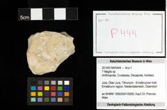 Foto (Objekt + Etiketten) von ? Magila sp. 